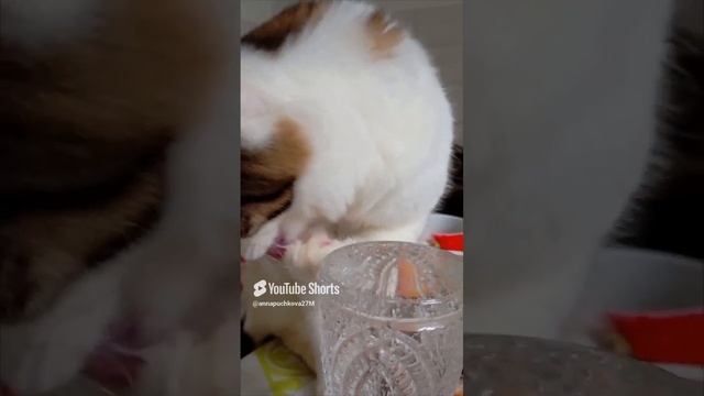 Пробуем газировку!😻