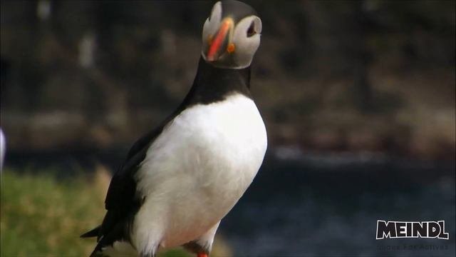 MEINDL Island - Eine Legende die Bewegt