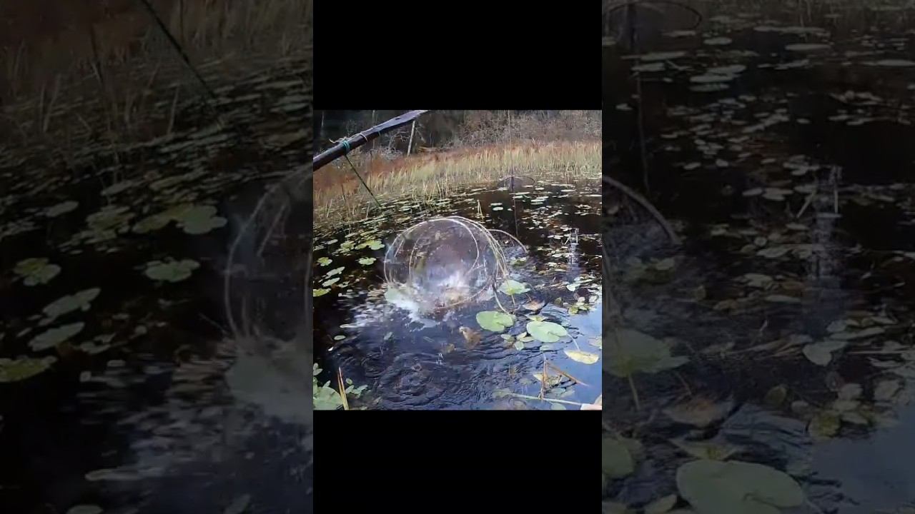 Щука залезла в мерёжу #рыбалка