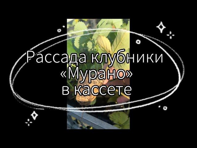 Рассада клубники «Мурано» в кассете | 2023