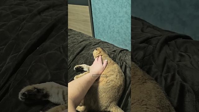 Когда подфартило родиться вислоухим шотландским котом