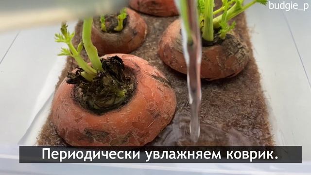 Рецепт. Ботва моркови. Для попугаев.