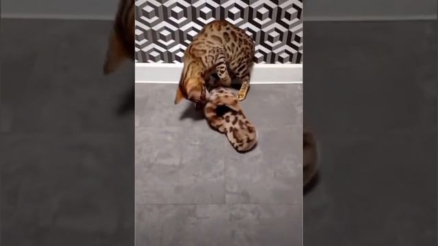 Нашел сородича
