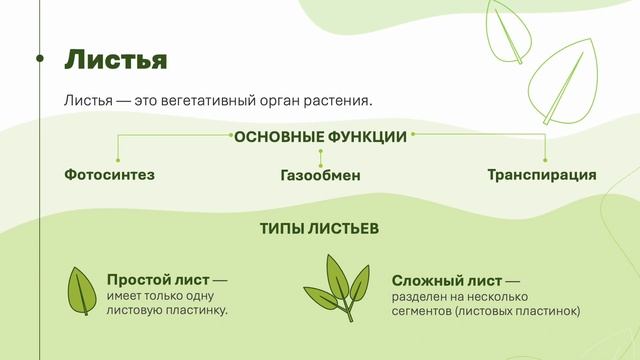 Строение побега, биология 6 класс