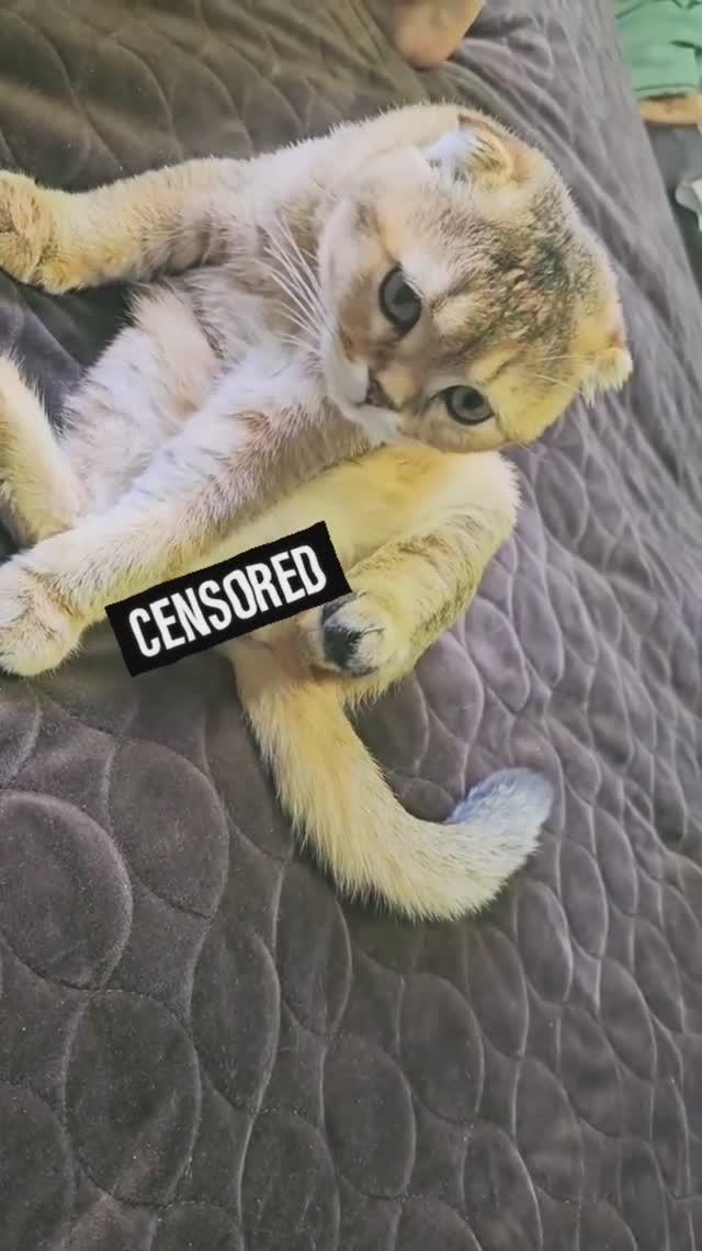Золотой Шотландский кот знает, что у него самое главное