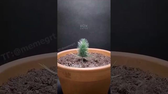 2 года из жизненного цикла сосновой шишки за 60 секунд