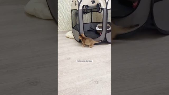 Вислоухий кот Персик делает первые шаги в новом доме