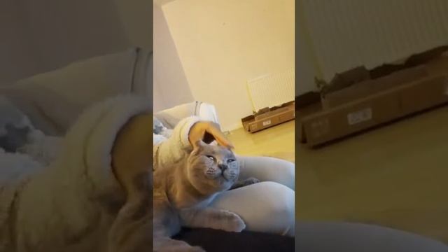 VID_20241212_172746_728.mp4
