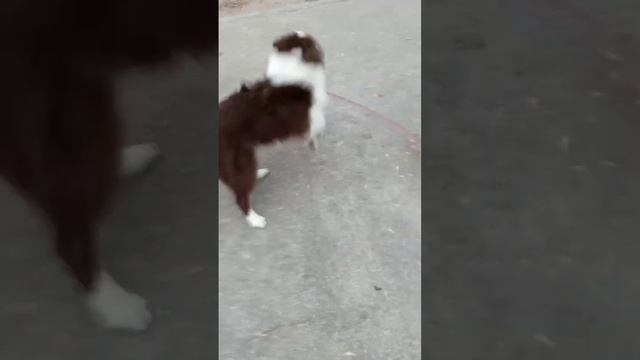 Чем занять собаку на улице?
