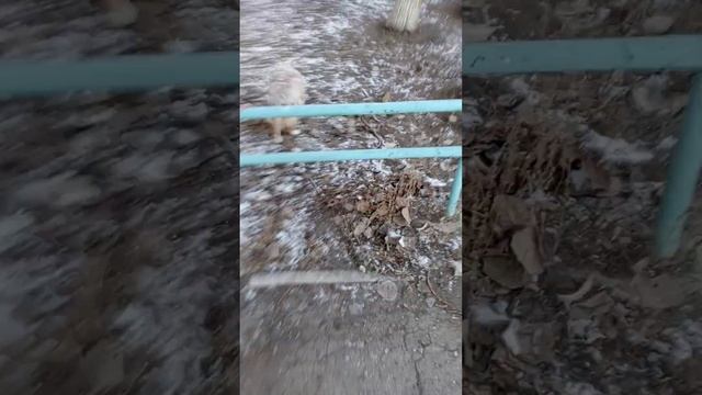 Грейс очень любит "брать" барьеры