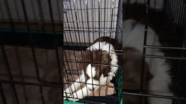 Мишаня в своем репертуаре