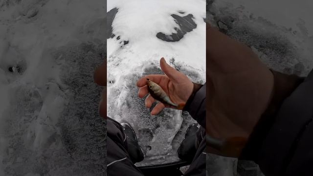 Дождались! Сезон зимней рыбалки 24/25 открыт😉