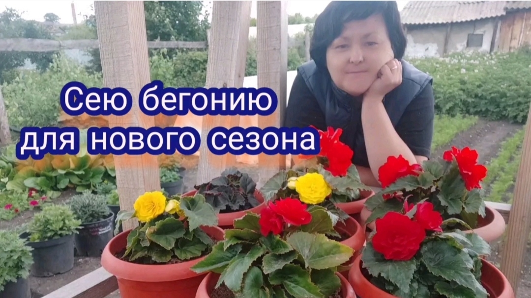 Сею бегонию клубневую. Надеюсь всё взойдёт и вырастет