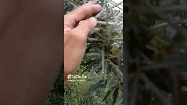 Будет очень много ягод облепихи