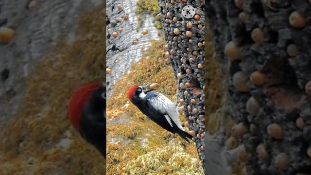 some fact about woodpecker👈👈😲 #samstudy