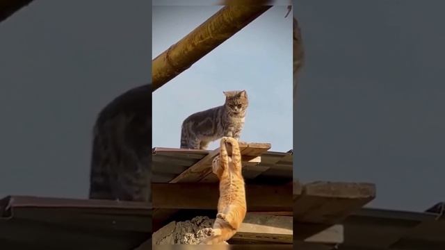Король лев