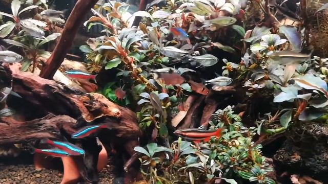 Bucephalandra sp ghost , shine blue, phantom, Satan 1, Helena. 

Apistogramma rubrolineata
拿破崙
Apis