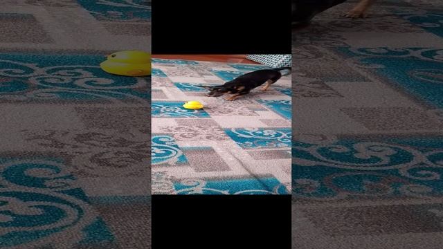 Джульетта ( Жуля) играет