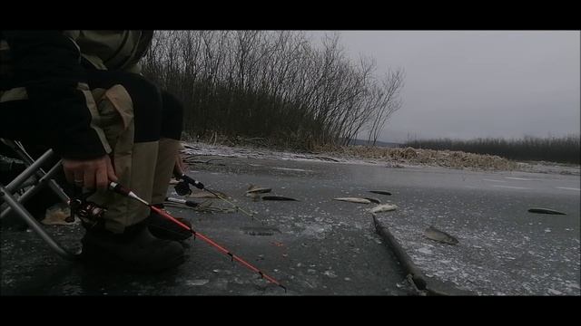 Тайменя не поймал,зато кунджа порадовала. 29 ноября 2024..mp4