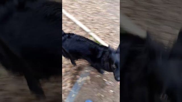 Немного про испуг. Ника предлагается к пристрою