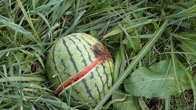 Gampsocleis Katydid on Watermelon ヒガシキリギリス♀とスイカ