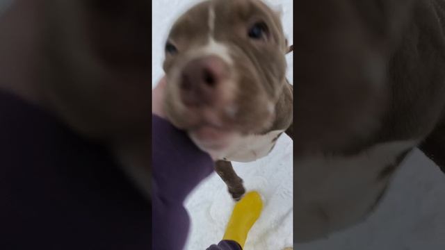 VID_20241211_122212_436.mp4