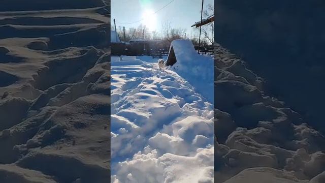 Пиренейская горная собака