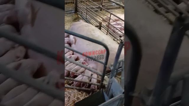 Кормушка в незалежной одна, а чиновничьих рыл много🐷