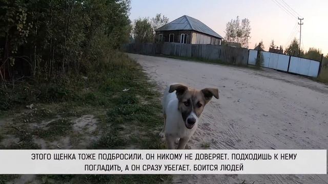 Щенки ищут дом