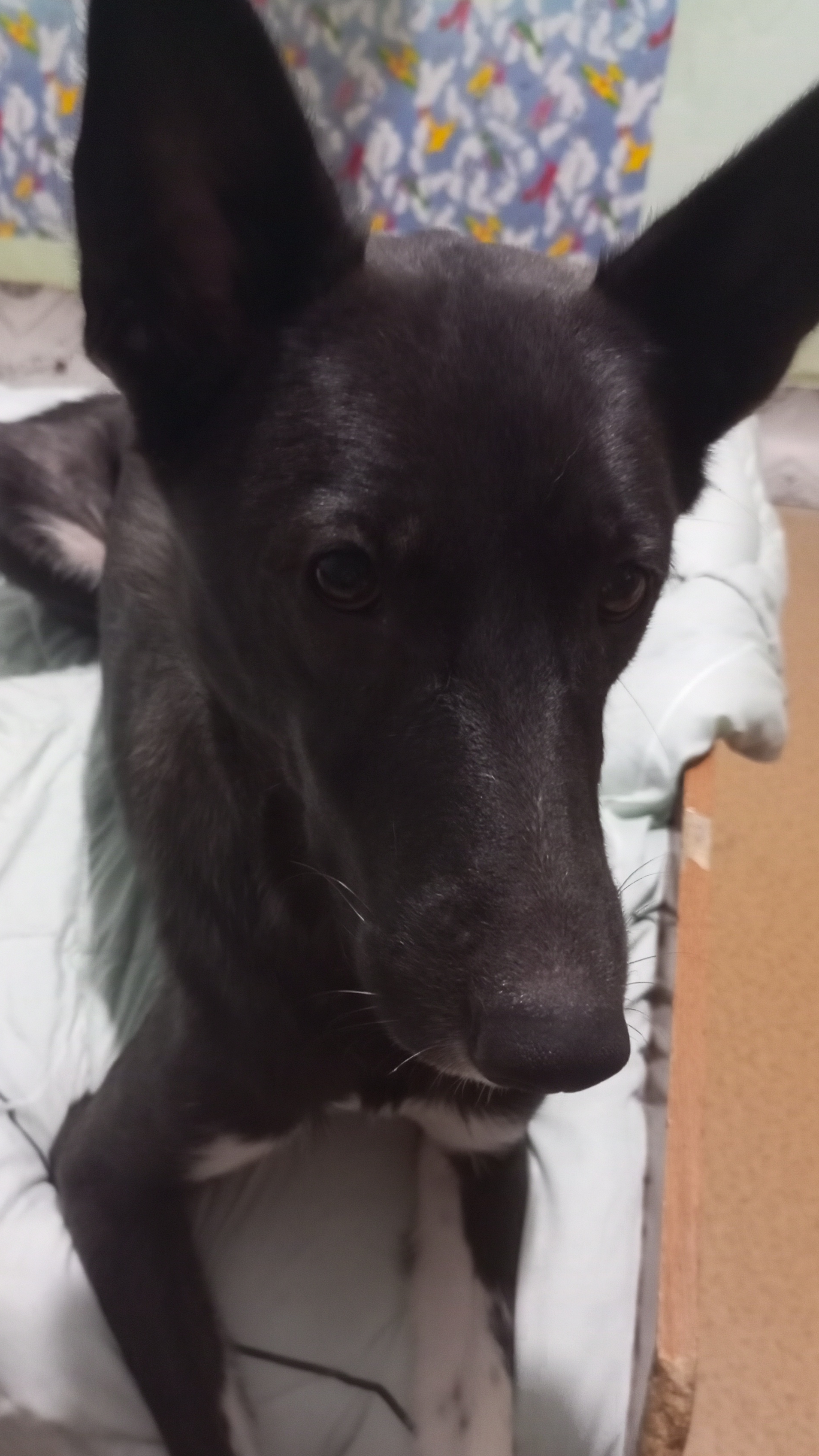 🐶Знакомства с Моной 🐶