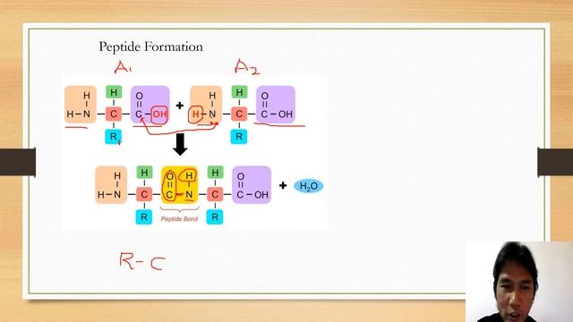 Proteins Part 2