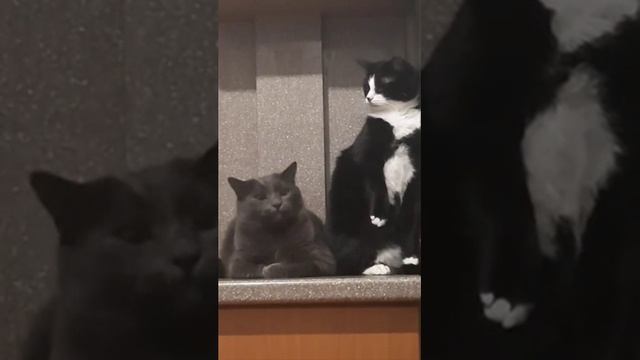 Нет нет я просто зевнул