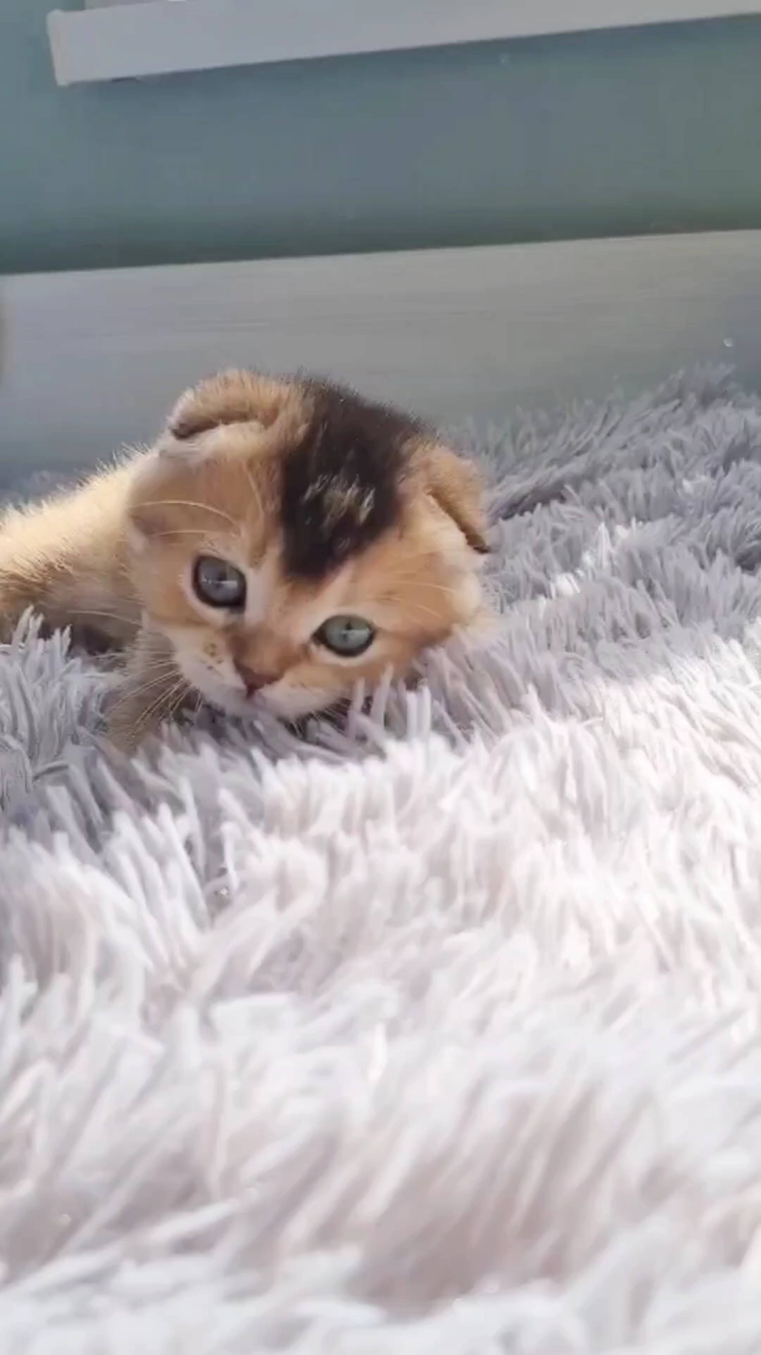 Мой золотой скоттиш фолд котёнок и его новые ощущения