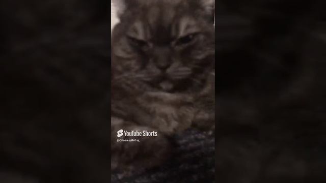 Когда нет настроения #.mp4