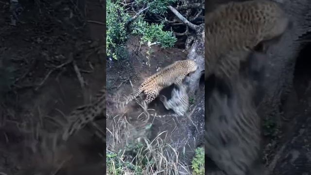 44 years of incredible leopard viewing at Londolozi!