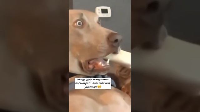 Очень удивленная собака