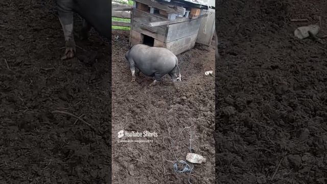 Поросёнка продуло или в ухо попала вода