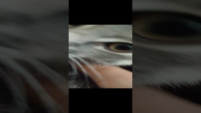 скоро будет видео как я еду на стрижи