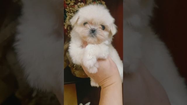 Микро девочка мальтезе РКФ. Микро мальтезе Корея #купитьщенкамальтийскойболонки #купитьщенкамальтезе