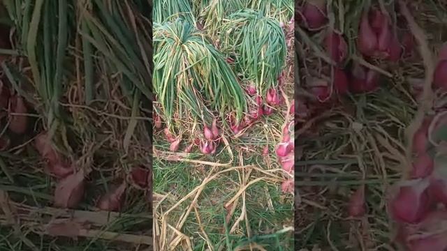 Hasil Panen Bawang Merah Memuaskan