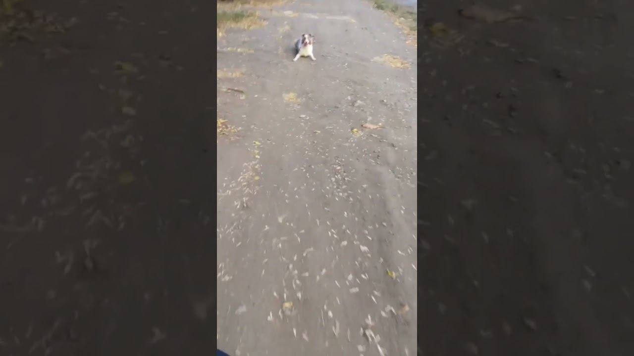 Аусси Грейс. Выдержка. Подзыв на команду - Рядом!