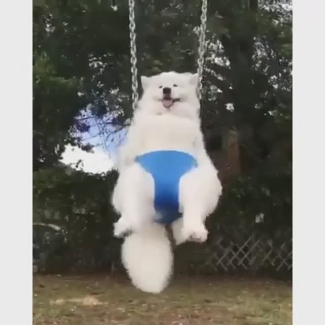 Забавные животные