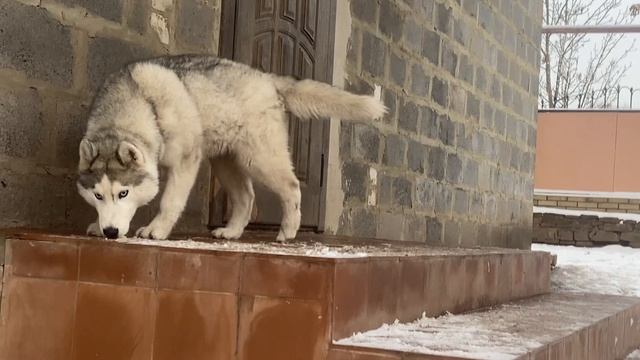 Я РАСПРАВИЛАСЬ С  СПРУНКИ ПИНК И ВЕНДОЙ!!!!! (Хаски Энигма)