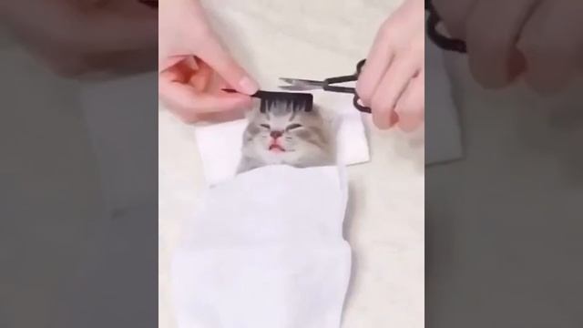 спа процедуры для котиков 😺