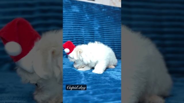 Малышка к Рождеству