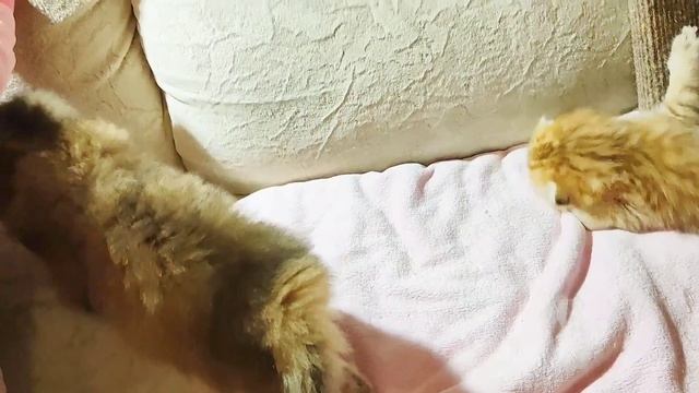 1007202629.mp4