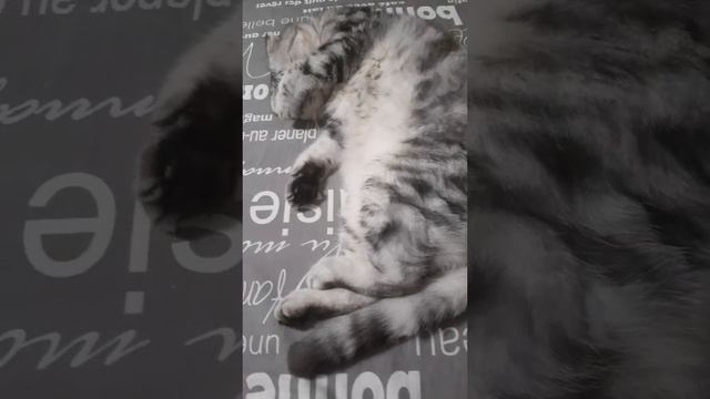 😻 тихий час))