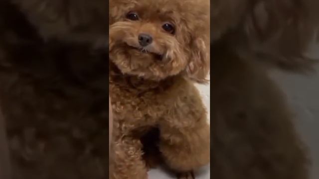 Он что-то знает...🤣