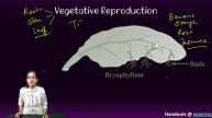 Vegetative Reproduction (Bryophyllum), Banana, Orange, Rose, Jasmine | NSO | Olympiad