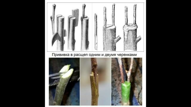 ВЕСЕННЯЯ ПРИВИВКА В РАСЩЕП. Продолжение. Теория